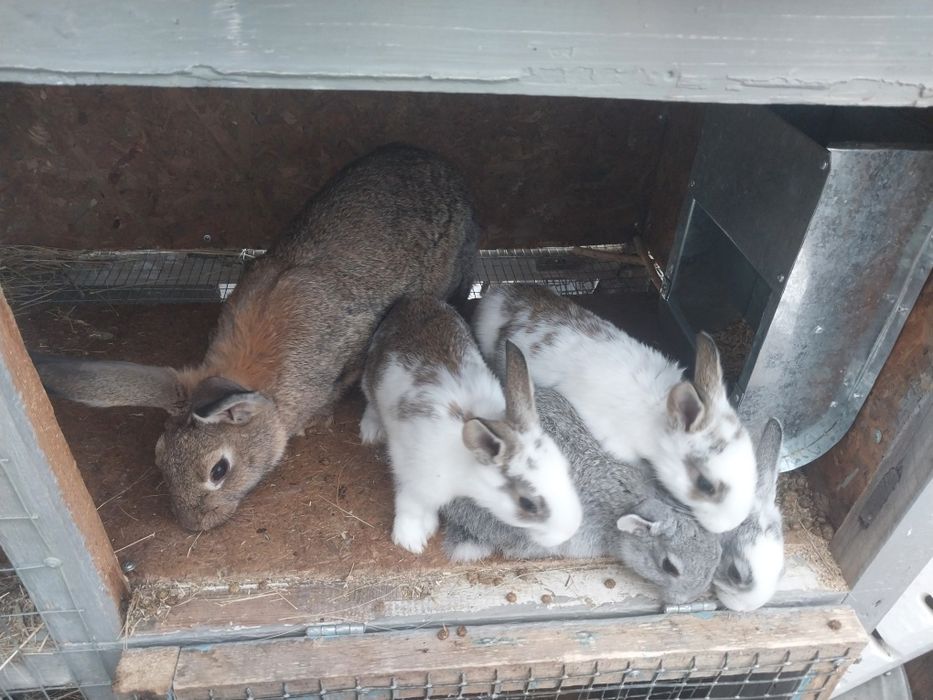 Коян сатылады ...