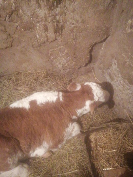 Продаётся телочка