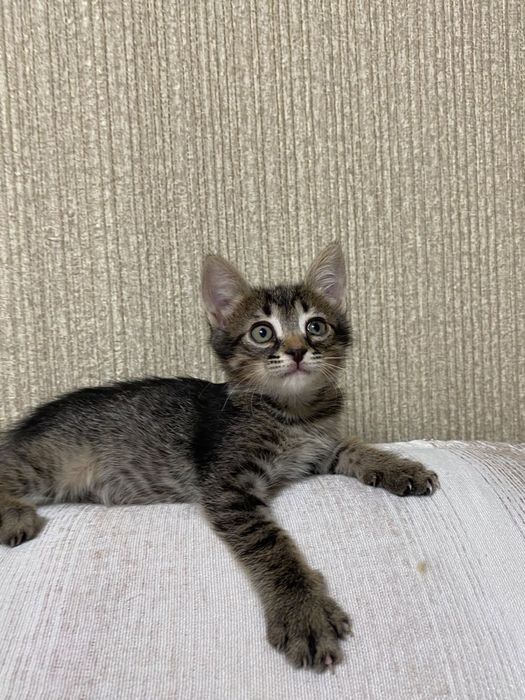 В добрые руки котенок