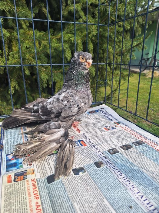 Продам голубя чилкаря классной расцветки