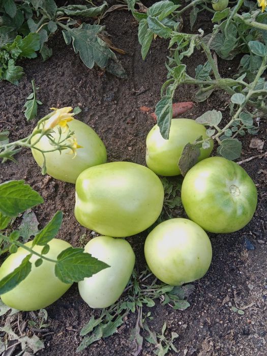 Продам домашние зелёные помидоры