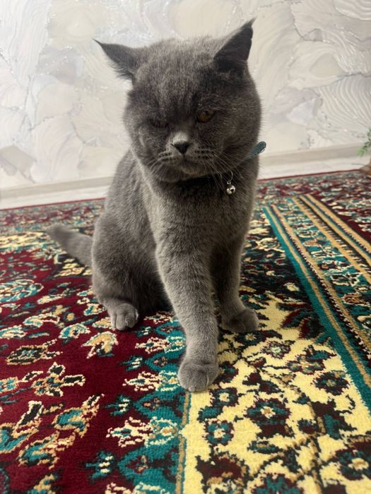 Mushuk vyazkaga  Britanski Strayt