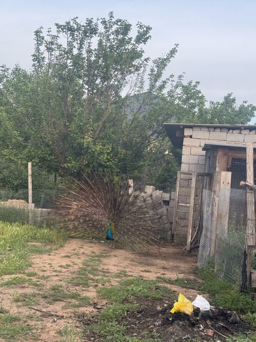 Павлин, тауыс, pavlin