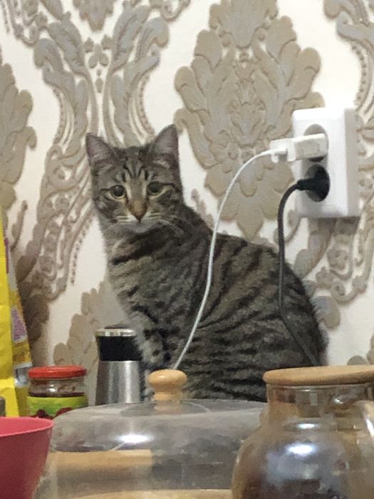 раздам котенока и кошку