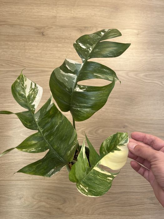 Эпипремнум Пиннатум Вариегатный