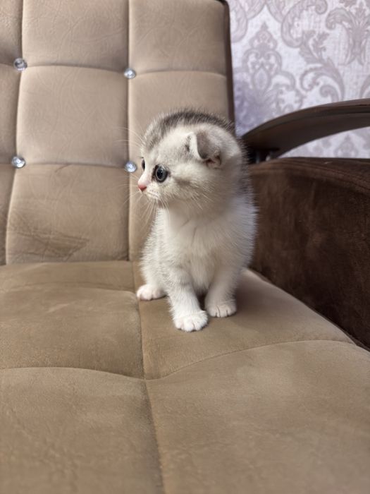 Срочно продается Скоттиш фолд девчока