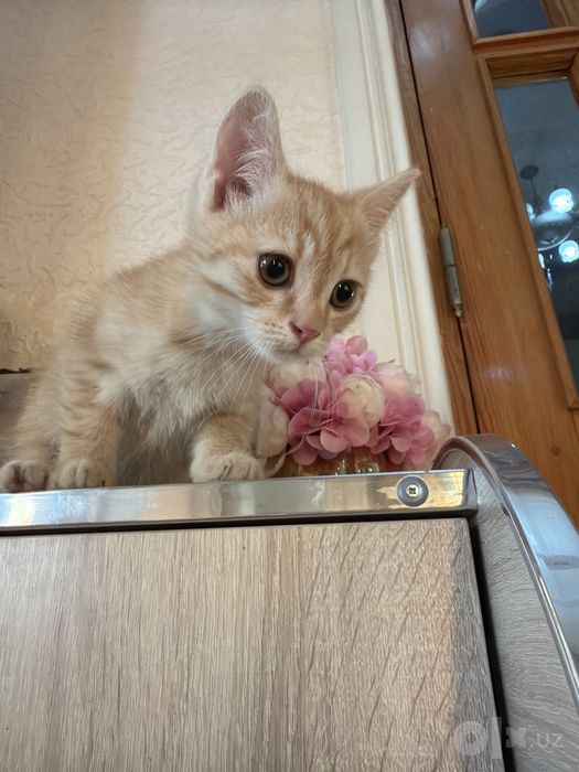 продаетсья катенок