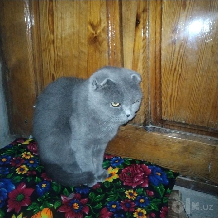 Мушук скутиш фулд