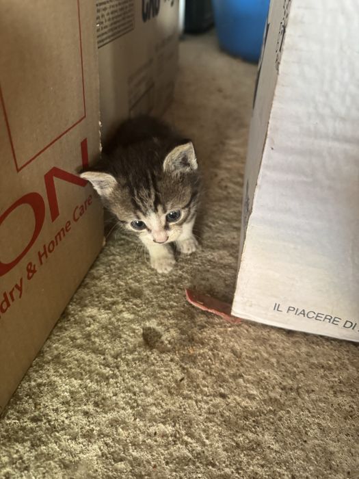 Подарявам котенца