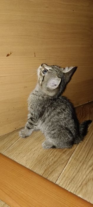 Отдадим котенка в добрые руки.