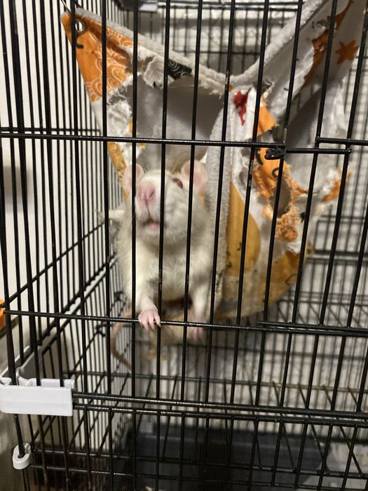 Отдам крысу с клеткой