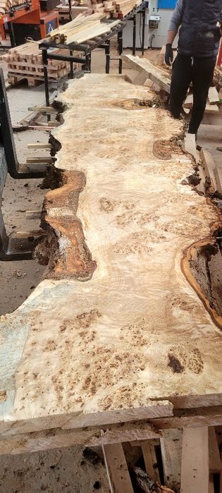 Cherestea uscata plop bubos Cherestea Plop Bubos Uscată în Uscător Pro