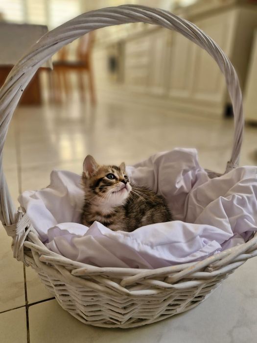 Раздаем  котят бенгалов