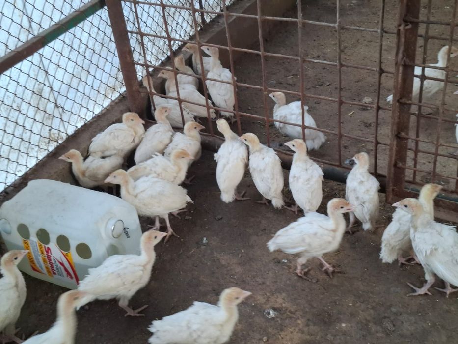 Хайбрит Канвертор балапандары сатлады.