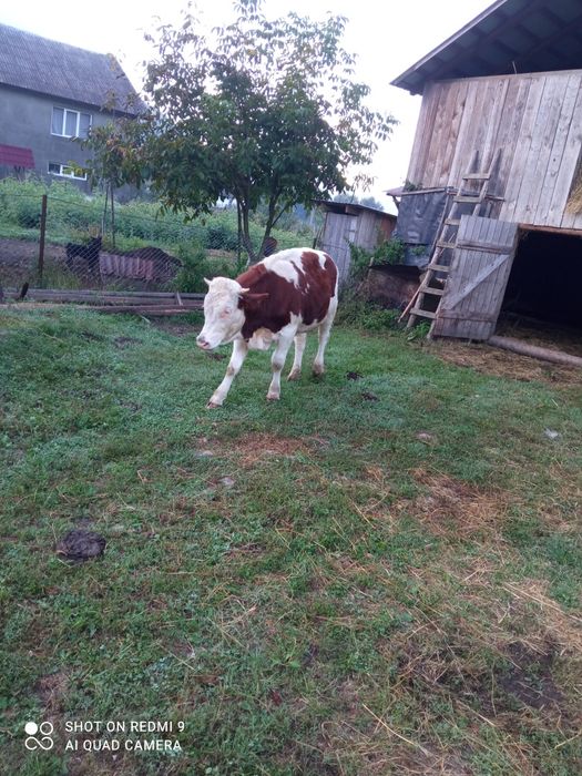 O lună de zile sau doia