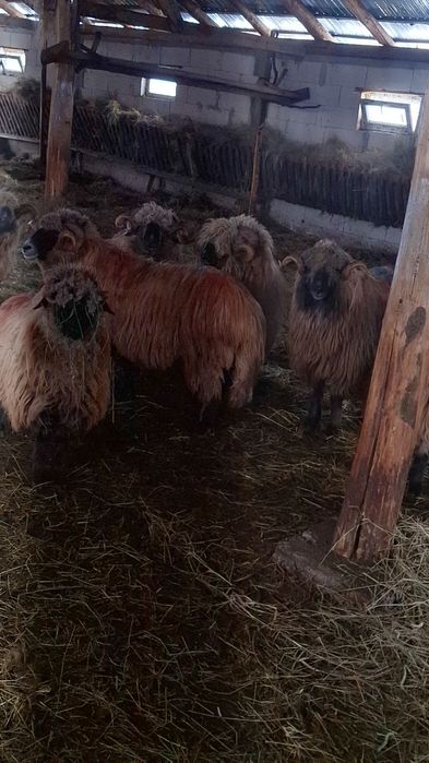 Vând berbeci bucalai