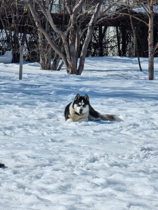 Хаски ищет подружку