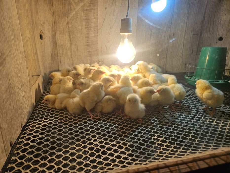 Цыплята бройлеры