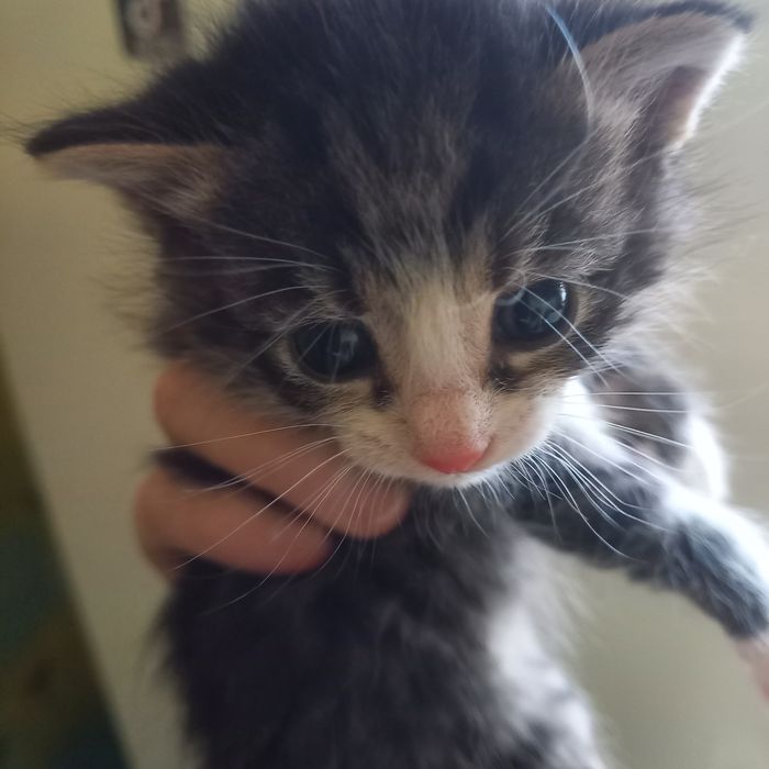 Котёнок мальчик один месяц