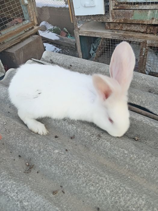 Продам кроликов самка самец