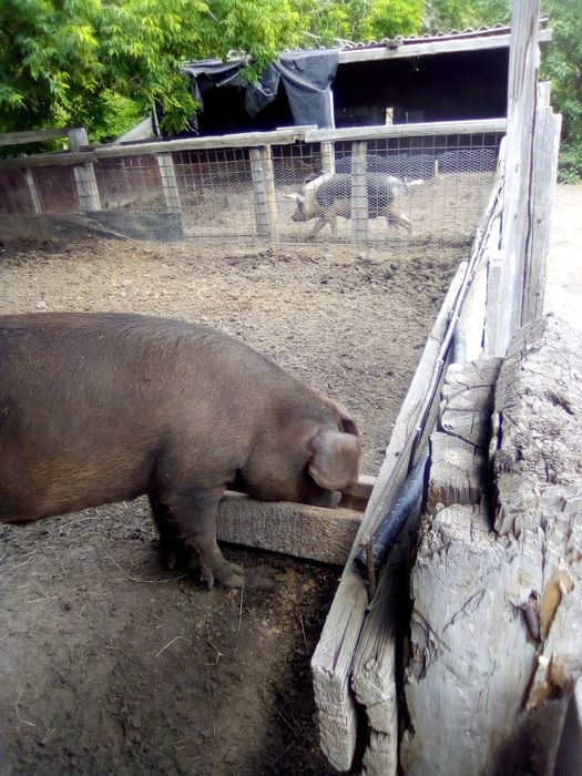 Продается кабан на племя