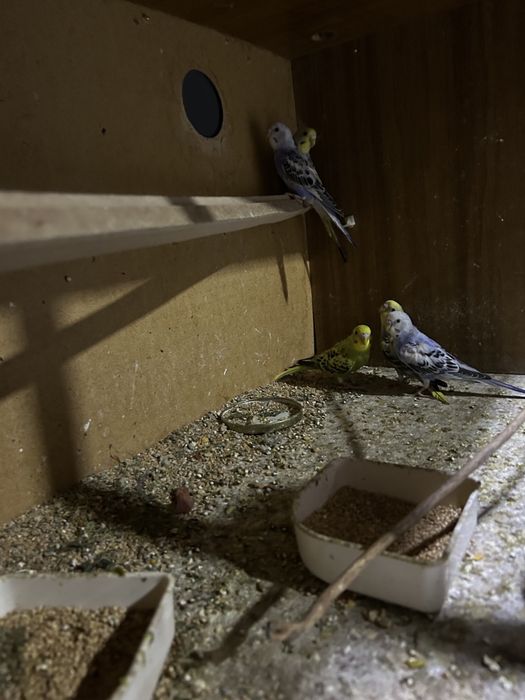 Popugaychalar sotiladi