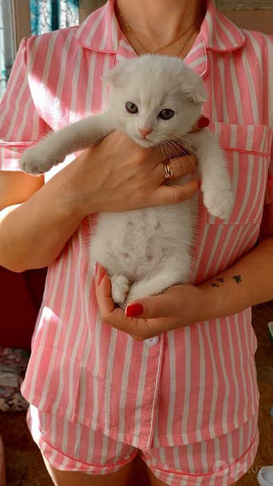 Продаются котята страйт и фолт