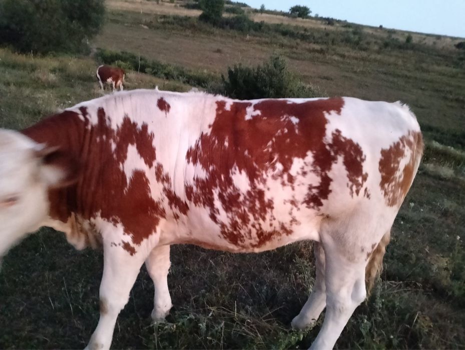 vand vitea balțată
