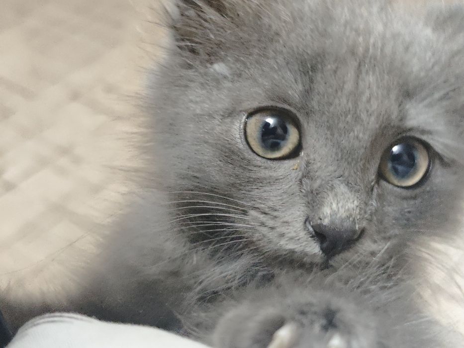 Котик ищет хозяина,1.5 месяца.