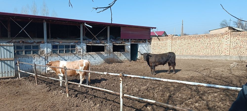 Ферма  арендага берилади мол, паранда, куй бокиш учун хамм