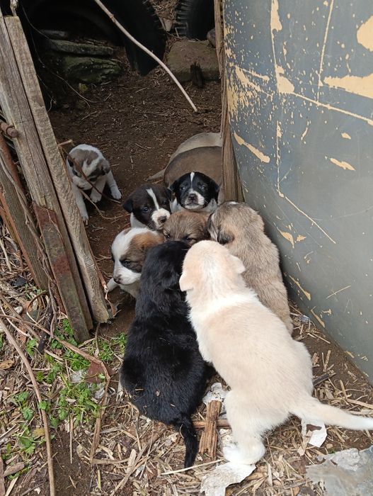 Подарявам 10 сладки кученца – търсят любящ дом

Описание:
Подарявам 10