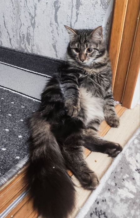 Кот и кошка в добрые руки