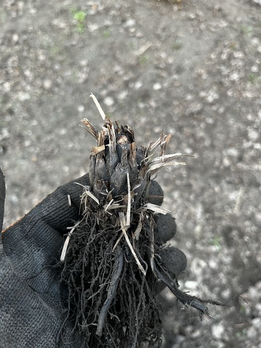 Папоротник многолетний