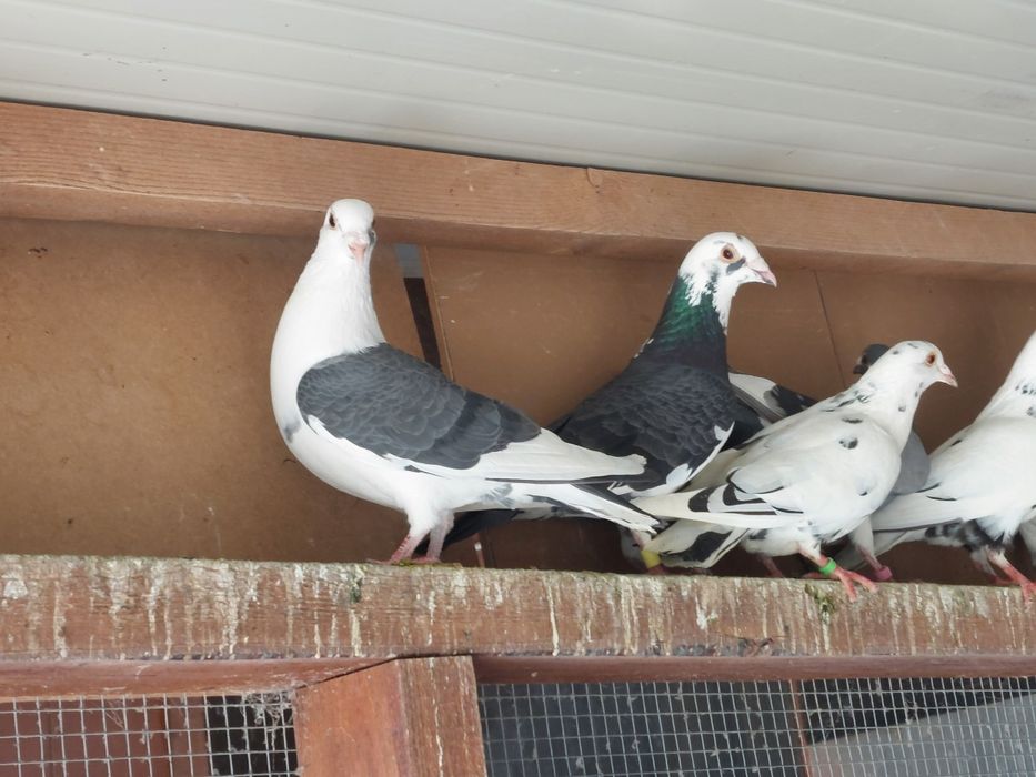 Porumbei  voiajori  pestriți și pagi