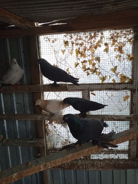 Голубка тасманка