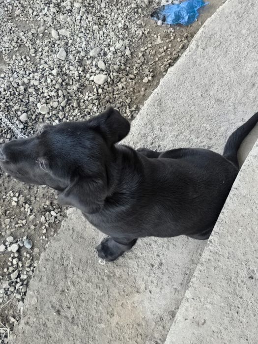 Собака Labrador..