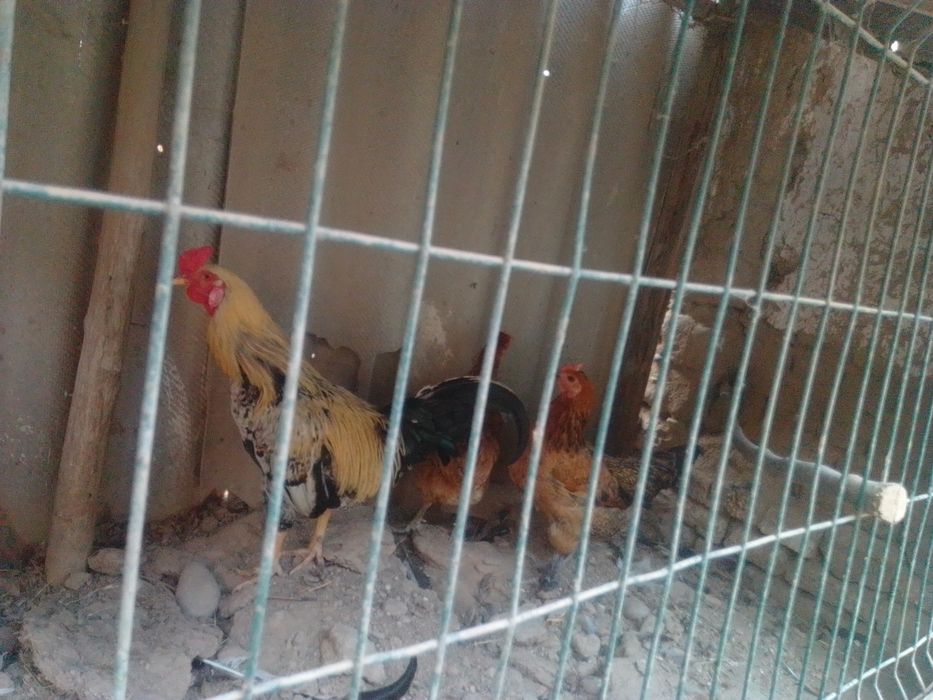 Tovuqlar sotiladi