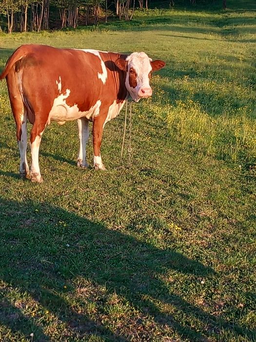 De vînzare vitică de 7 luni bălțată. Și  una de 4 ani a fata de 8 luni