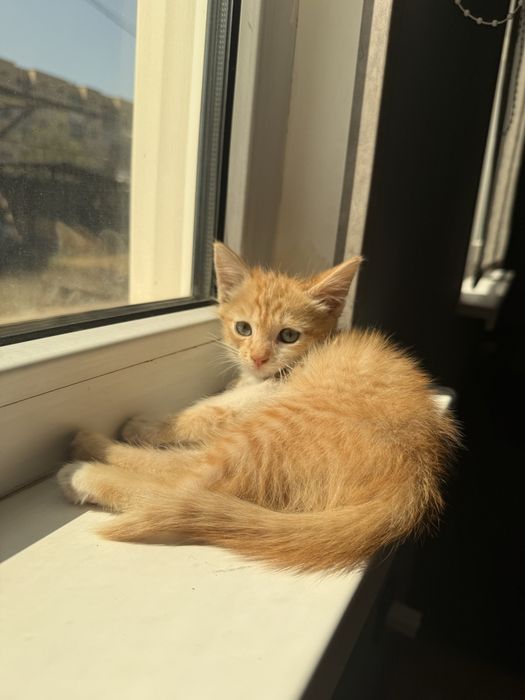 В добрые и заботливые руки
