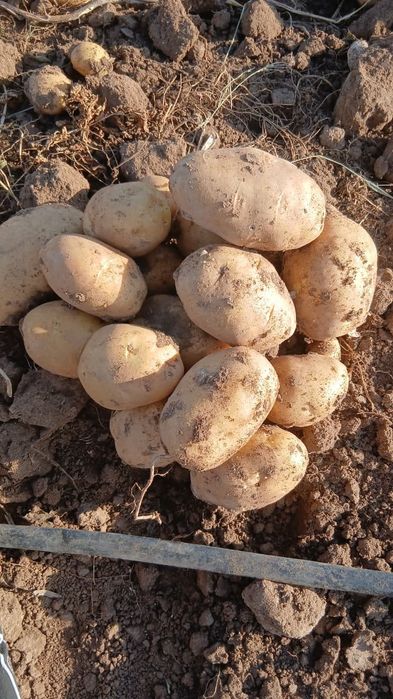 Продается картошка с доставкой