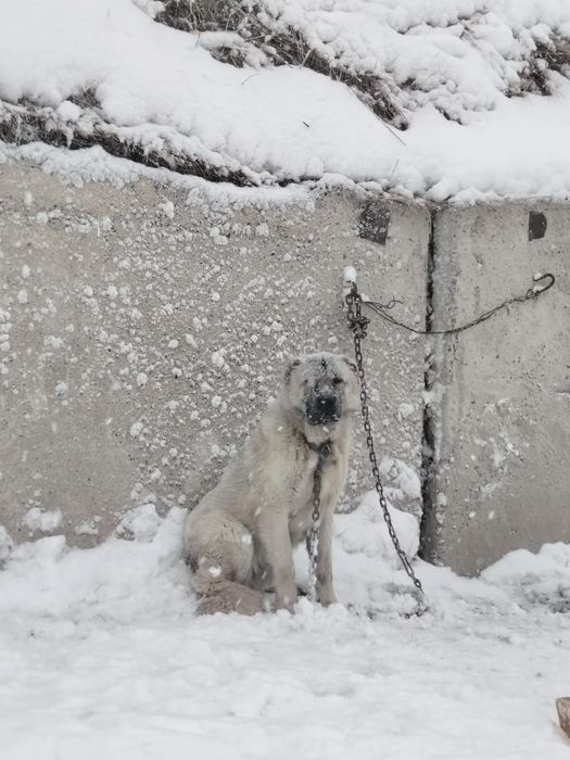 Кангал Турецкий чистокровный