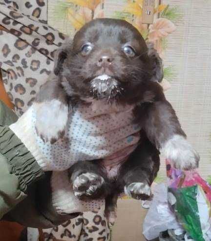 Детки от домашней мамки ищут дом