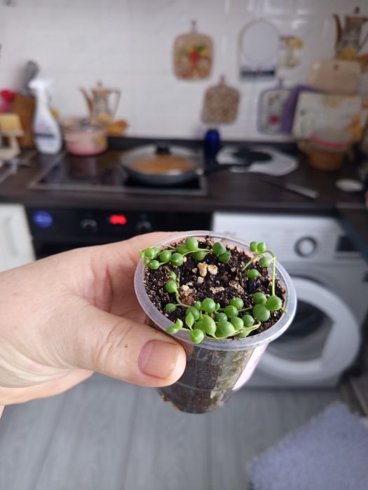 Продам комнатные растения