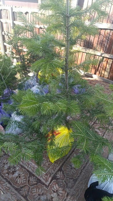 В продаже есть сажинцы