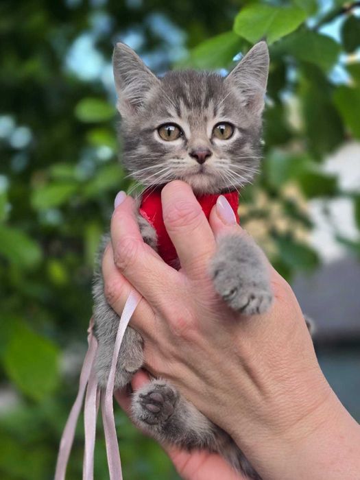 котята мальчик и девочка, возраст примерно 1 месяц