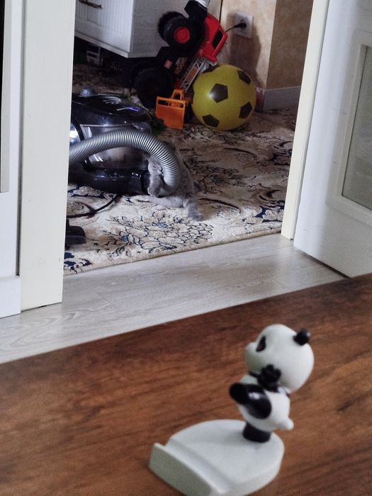 Britanskiy skottish strayt