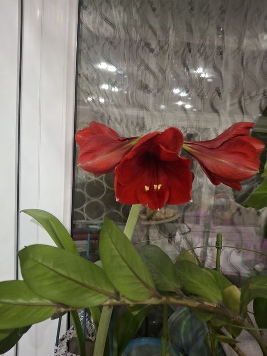 Продам укорененные цветы