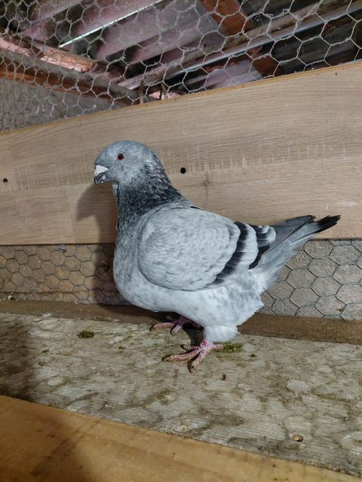 Porumbei Americani de vanzare