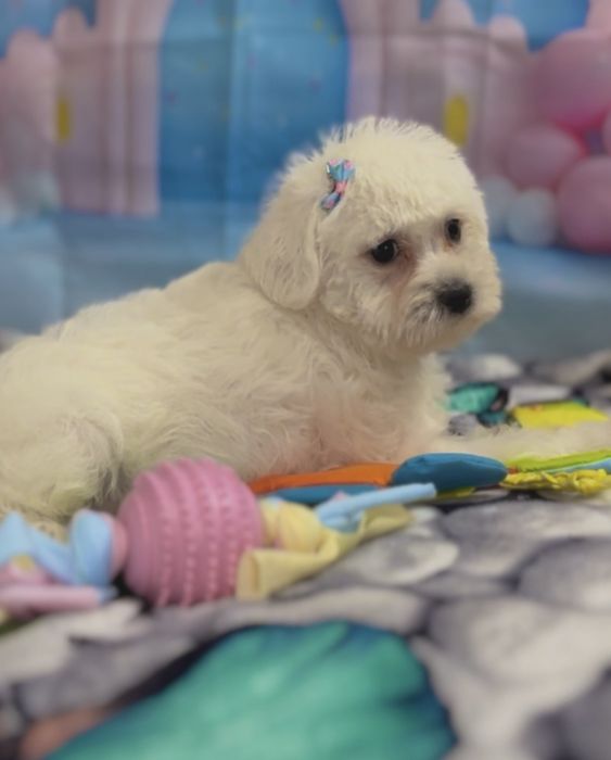 Пудел мини Малтипу – мъжко и женско