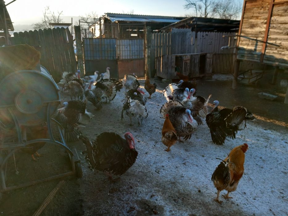 Vind curcani și curci